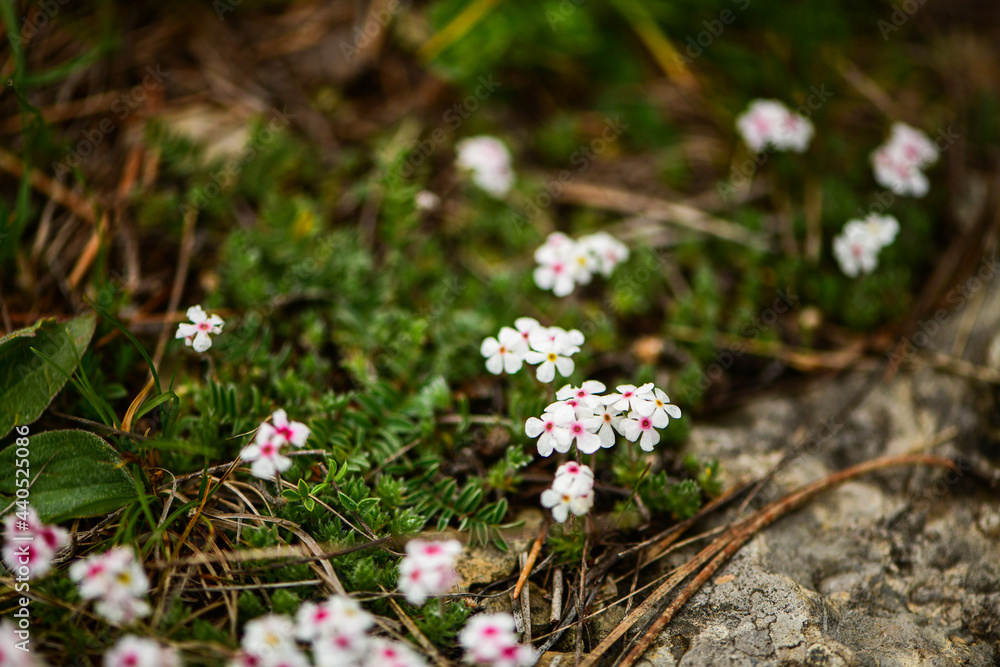 White flowers against the background of fresh sunlit earth Wild flowers White flowers against the background of fresh sunlit earth Wild flowers