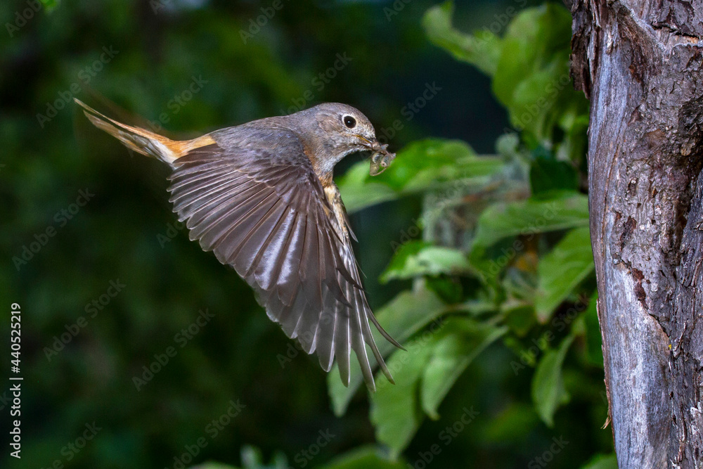 Fototapeta premium Gartenrotschwanz (Phoenicurus phoenicurus) Weibchen
