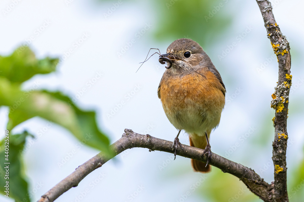 Fototapeta premium Gartenrotschwanz (Phoenicurus phoenicurus) Weibchen
