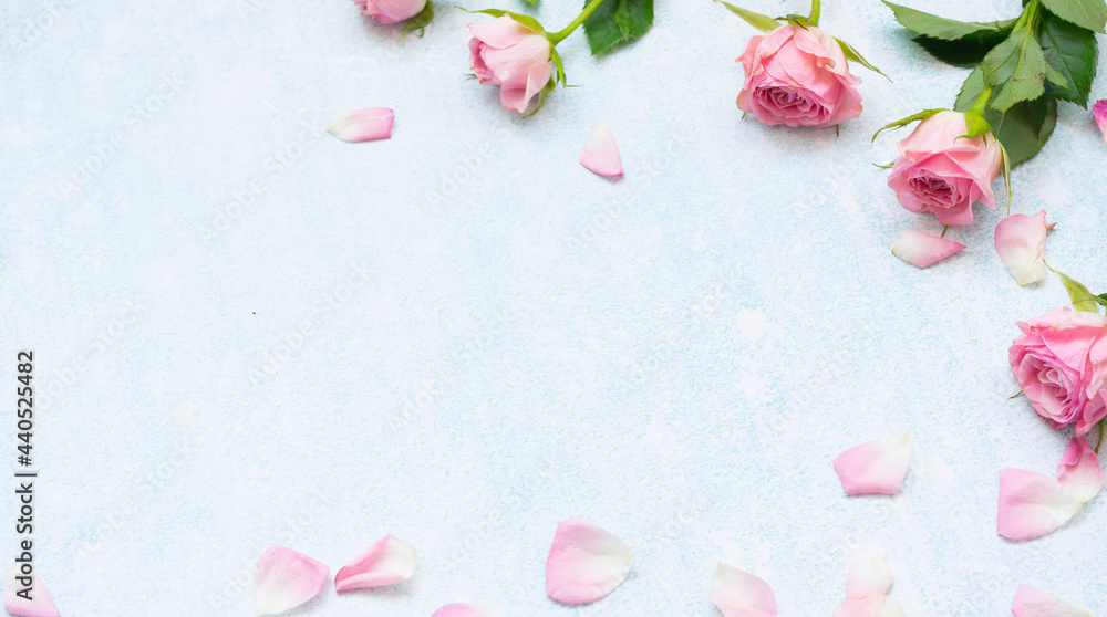 Pink roses and petals on a blue background