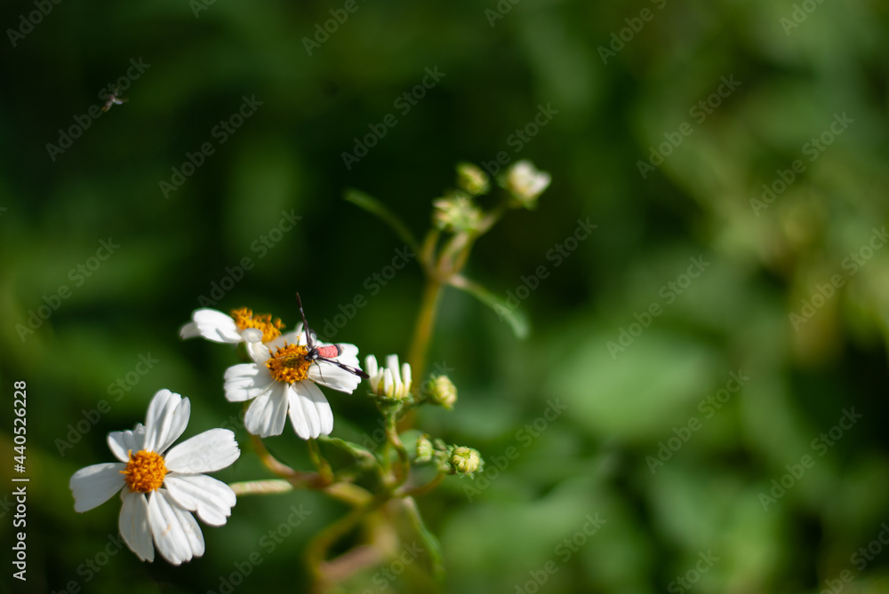Insects in the midst of nature full of green Insects in the midst of nature full of green
