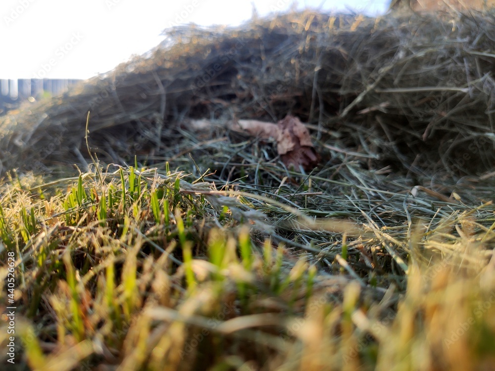 fresh cut grass dries in the sun. The smell of hay. fresh cut grass dries in the sun. The smell of hay.
