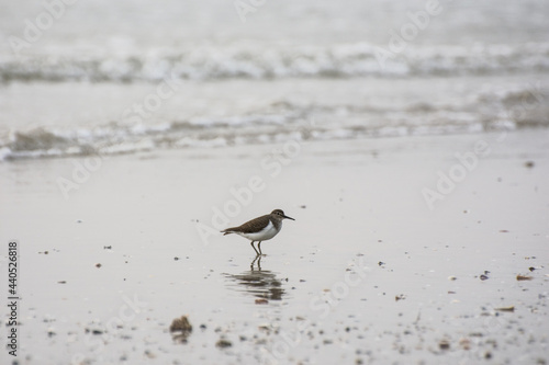 beach bird