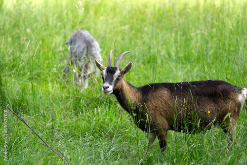 Goats in the graze  at Zurich Uetliberg on a sunny summer morning. Photo taken June 18th  2021  Zurich  Switzerland.