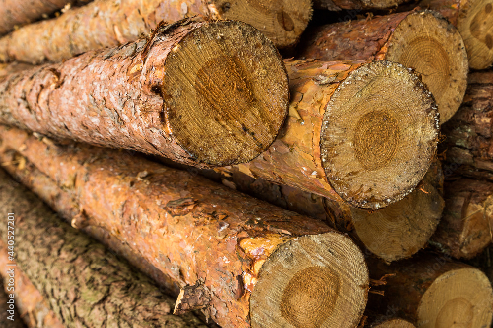 logs piled up in the forest. Fresh logs. The thinning of the forest. the logging timber wood industry. logs piled up in the forest. Fresh logs. The thinning of the forest. the logging timber wood industry.
