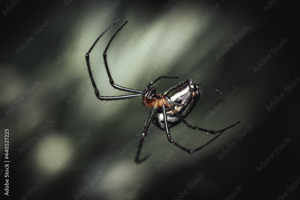 spider spider