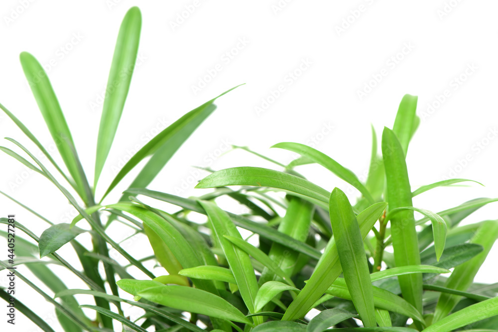 home plant in pot on white backgroundhome plant in pot on white background home plant in pot on white backgroundhome plant in pot on white background