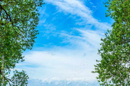 Green leaves of a tree against the blue sky. Beautiful natural frame of foliage against the sky.Copy space.