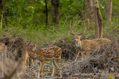 Spotted Deer from Jungles of India © Chintan Mehta