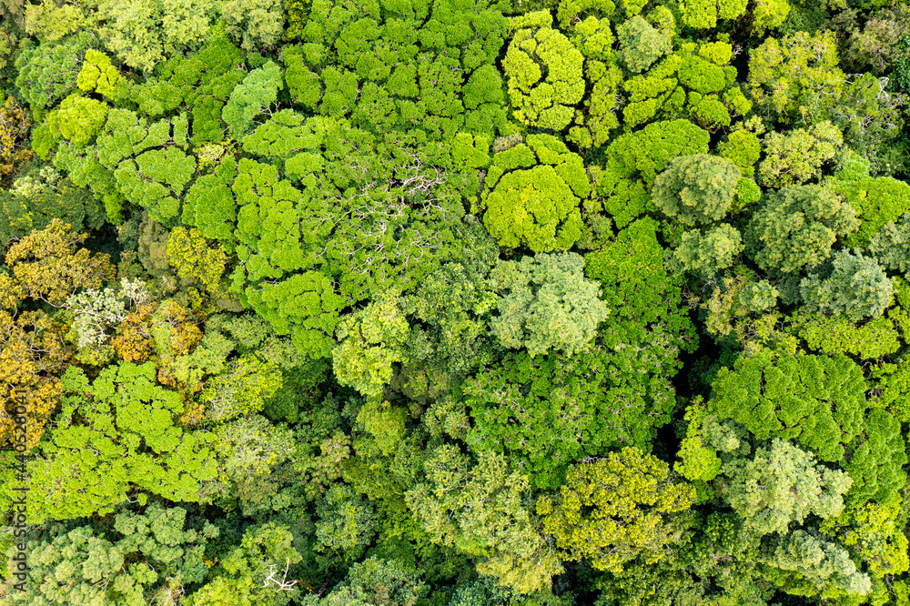 Aerial top view forest tree. Amazon jungle from above.