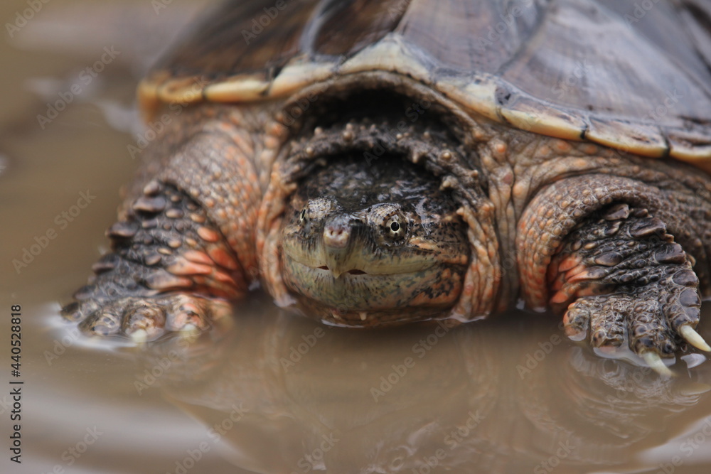 Obraz premium The common snapping turtle is a species of large freshwater turtle