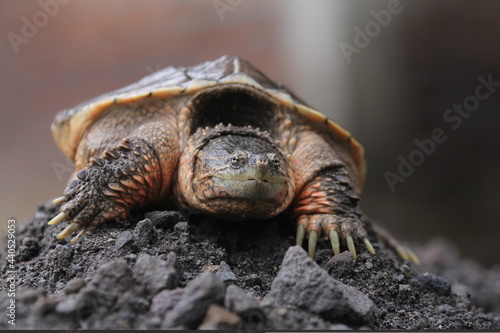 The common snapping turtle is a species of large freshwater turtle