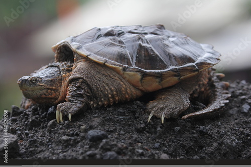 The common snapping turtle is a species of large freshwater turtle