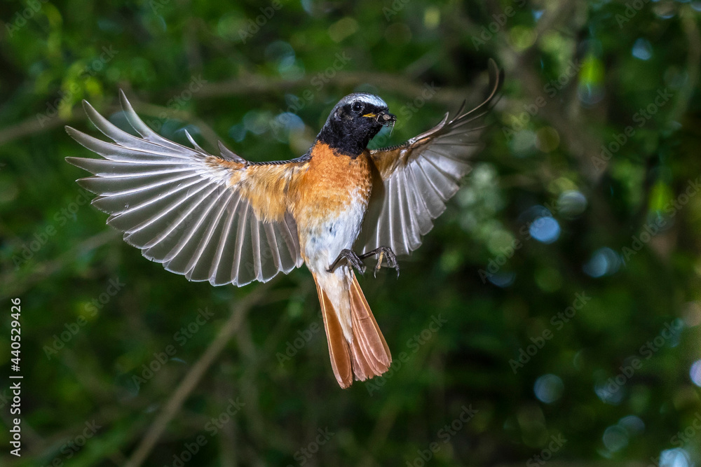 Fototapeta premium Gartenrotschwanz (Phoenicurus phoenicurus) Männchen