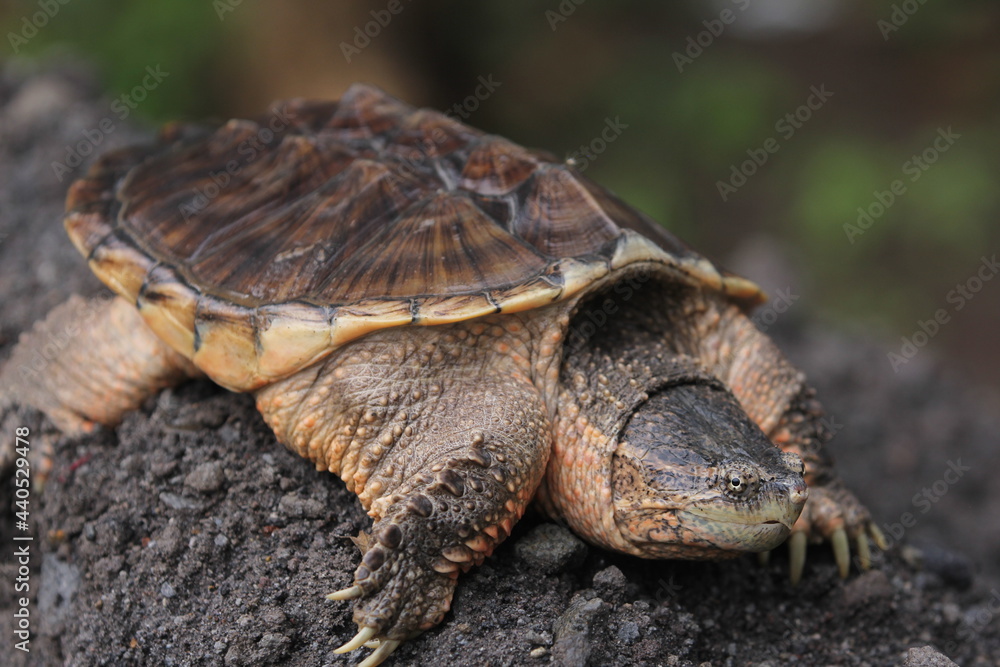 Fototapeta premium The common snapping turtle is a species of large freshwater turtle