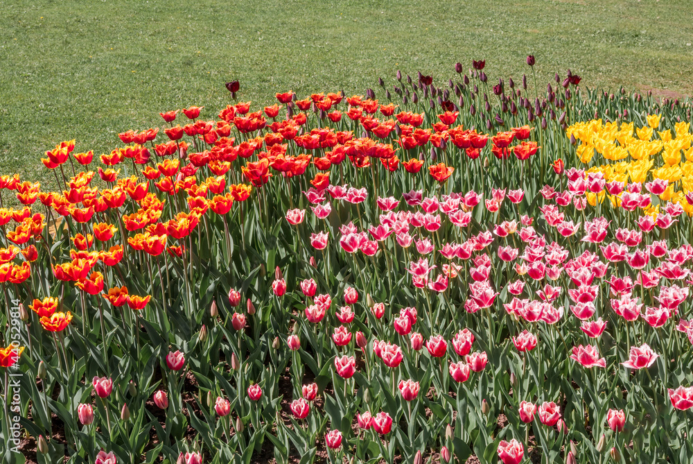 Tulip Cultivar (Tulipa hybrida) in park