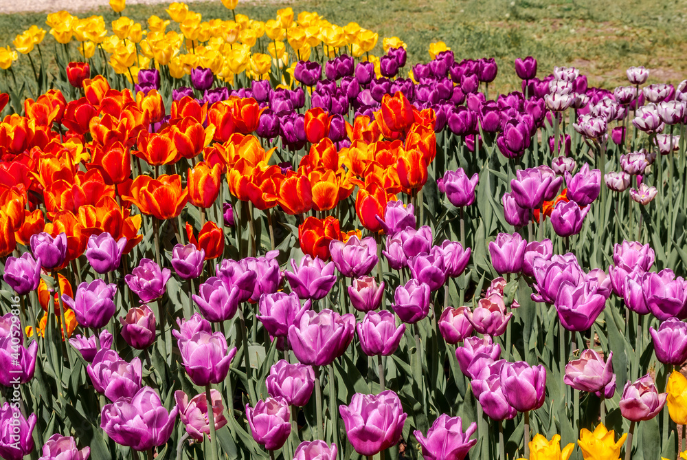Tulip Cultivar (Tulipa hybrida) in park Tulip Cultivar (Tulipa hybrida) in park