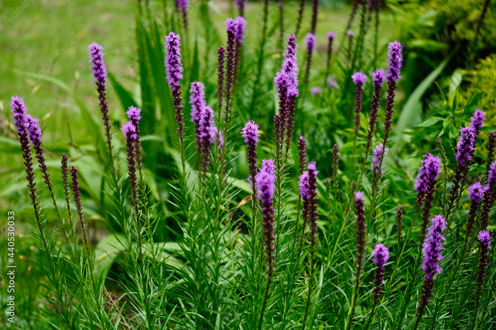 リアトリスの花 リアトリスの花
