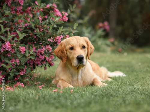 Happy smiling adorable golden retriever puppy dog sitting near   flowers in country in the garden. summer day background. Dog in park