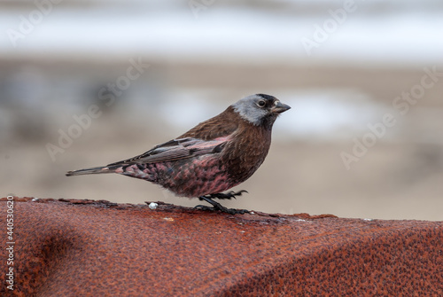 Grey-crowned Rosy-Finch (Leucosticte tephrocotis maxima) St. George Island, Pribilof Islands, Alaska, USA