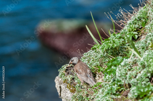 Grey-crowned Rosy-Finch (Leucosticte tephrocotis maxima) St. George Island, Pribilof Islands, Alaska, USA