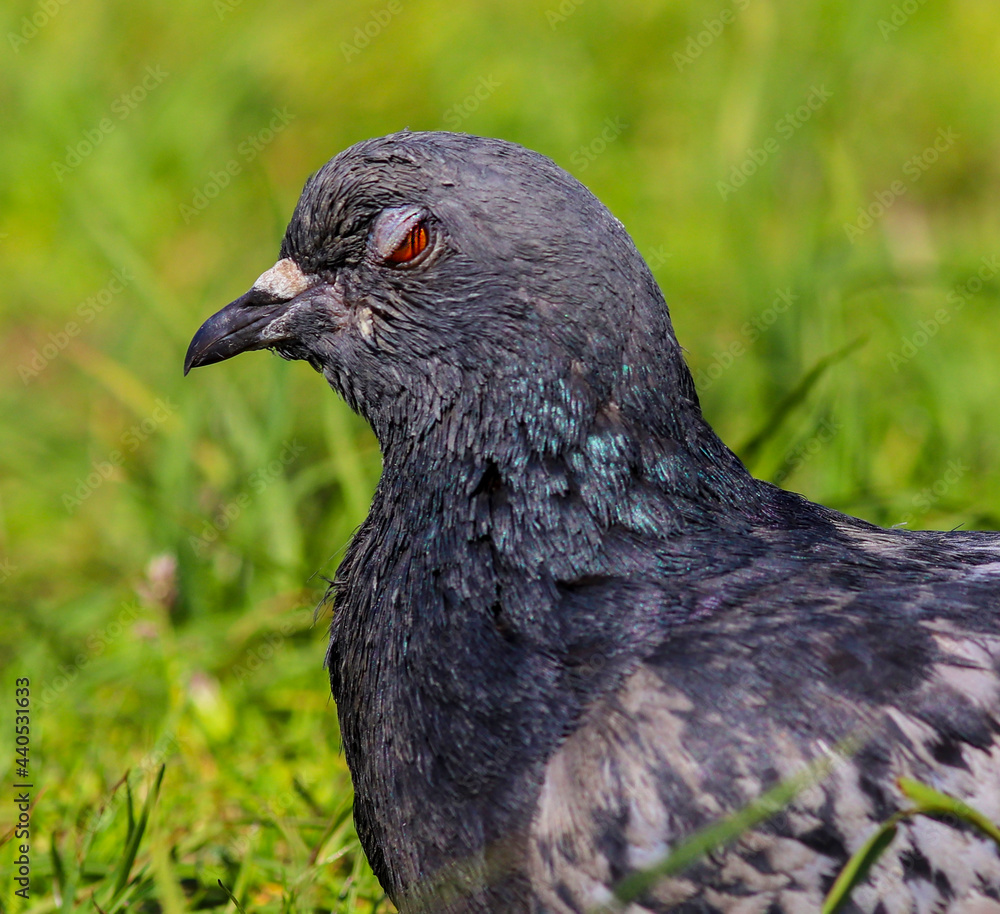 Fototapeta premium The head of a pigeon a bird with a half-closed eye