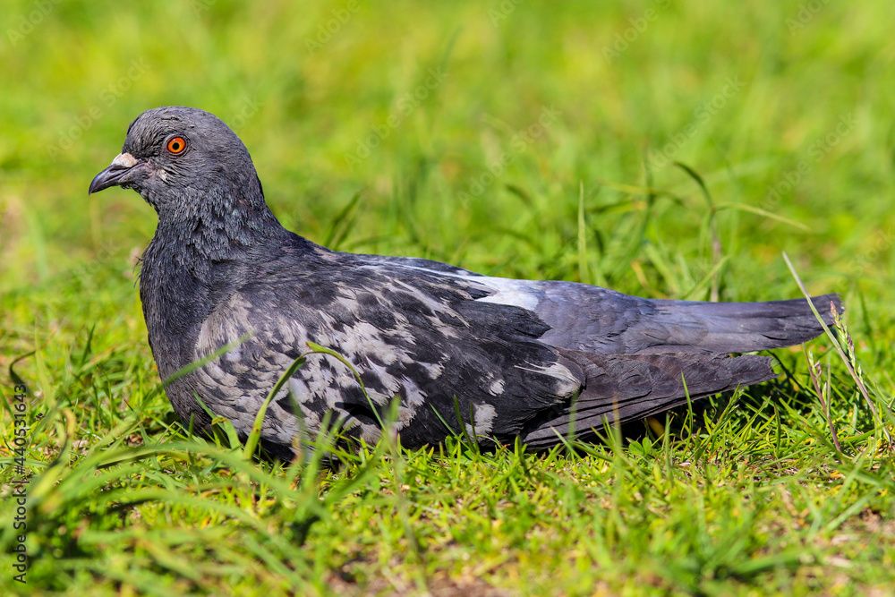 Fototapeta premium pigeon close-up in the grass