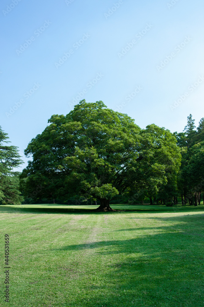 Fototapeta premium sunny garden