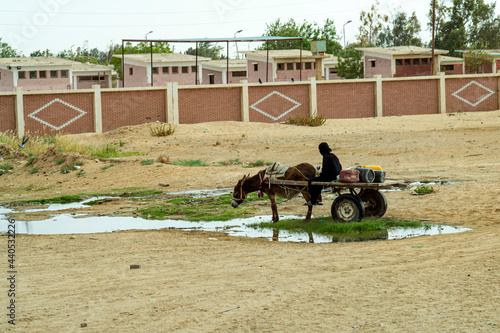 Fotografie woman in black clothes sits on a cart while a donkey drinks from a puddle in the