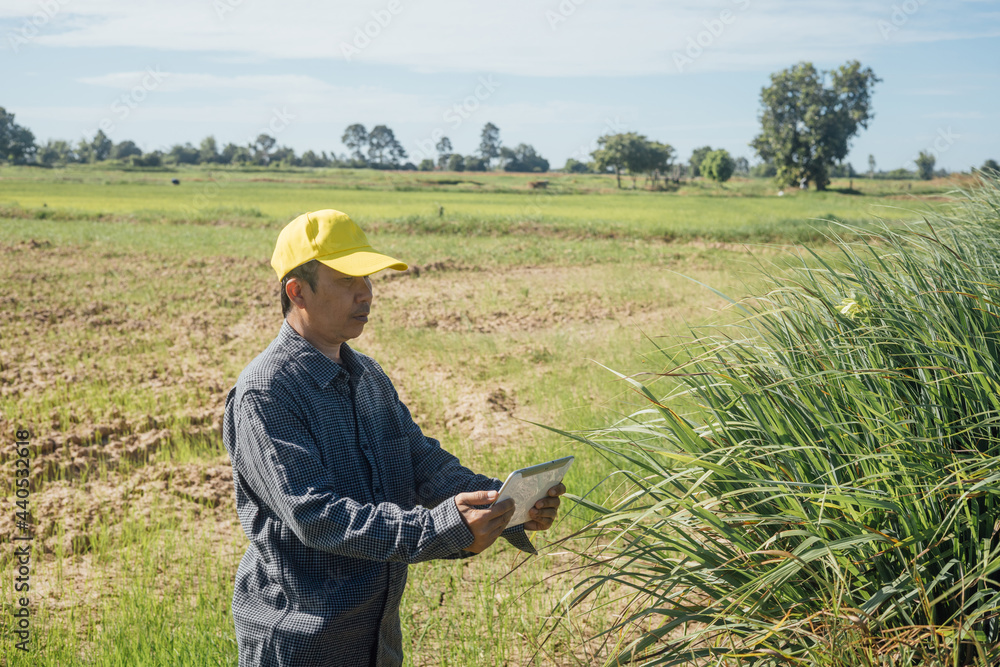 Smart farmer uses a tablet to monitor and analyze the crops in his farm during a sunny day. Smart farmer uses a tablet to monitor and analyze the crops in his farm during a sunny day.
