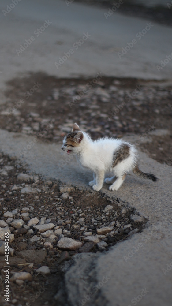 Fototapeta premium a crying kitten looking for a lost mother figure somewhere