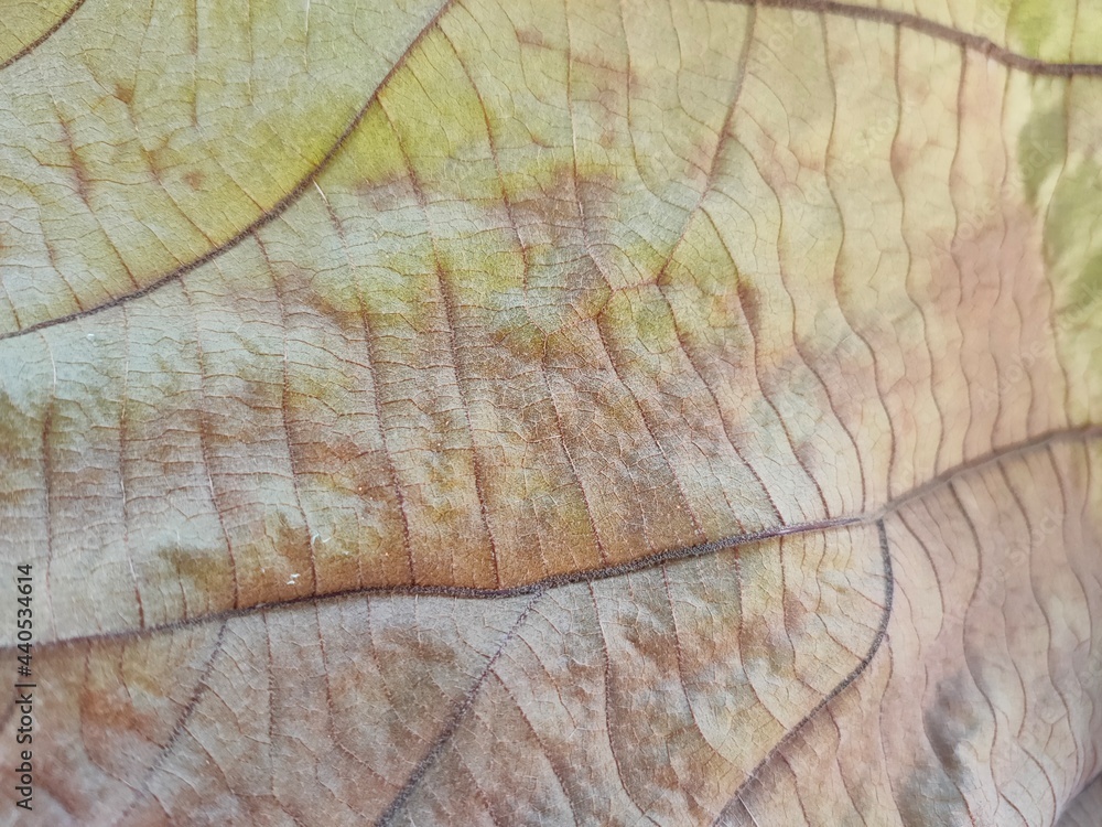 Fototapeta premium texture