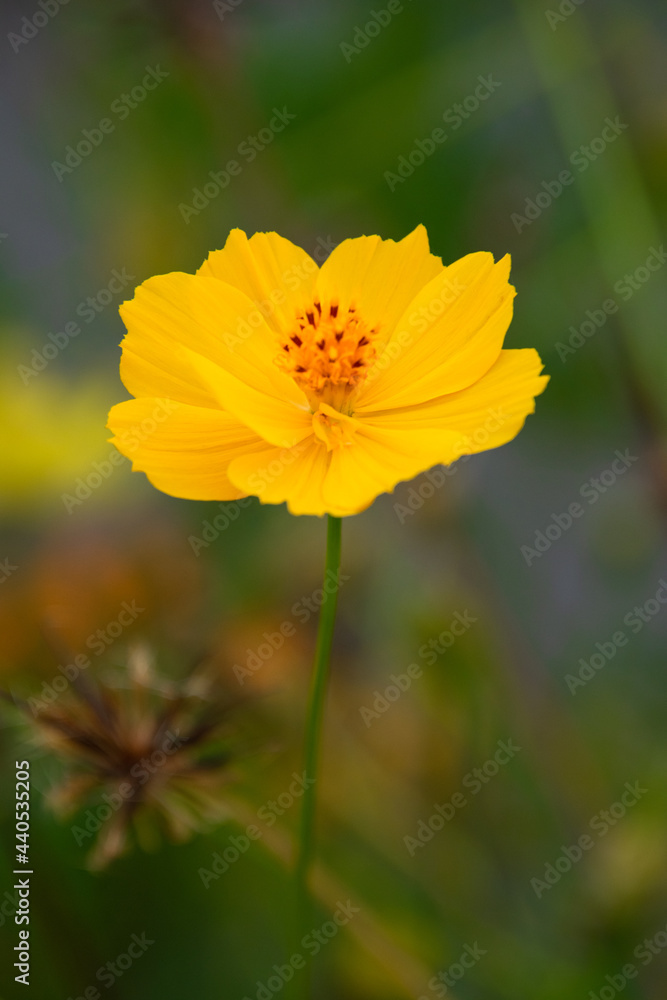 Close up garden flowers,bokeh Close up garden flowers,bokeh
