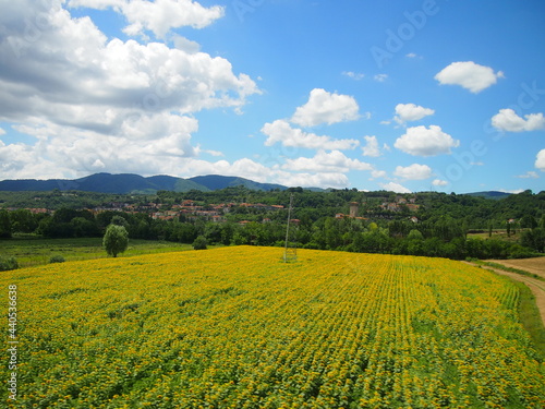 Field of sunflowers