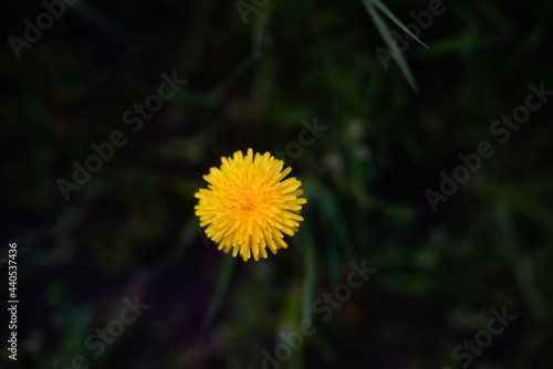 Beautiful yellow dandelion flower on a background of dark green grass. 