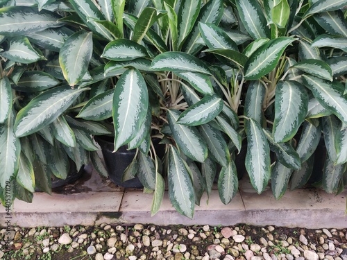 Closeup shot of Dieffenbachia seguine, Comigo ninguém pode, Araceae family. The green is vivid and exuberant. Beautiful Plant in The Garden. photo