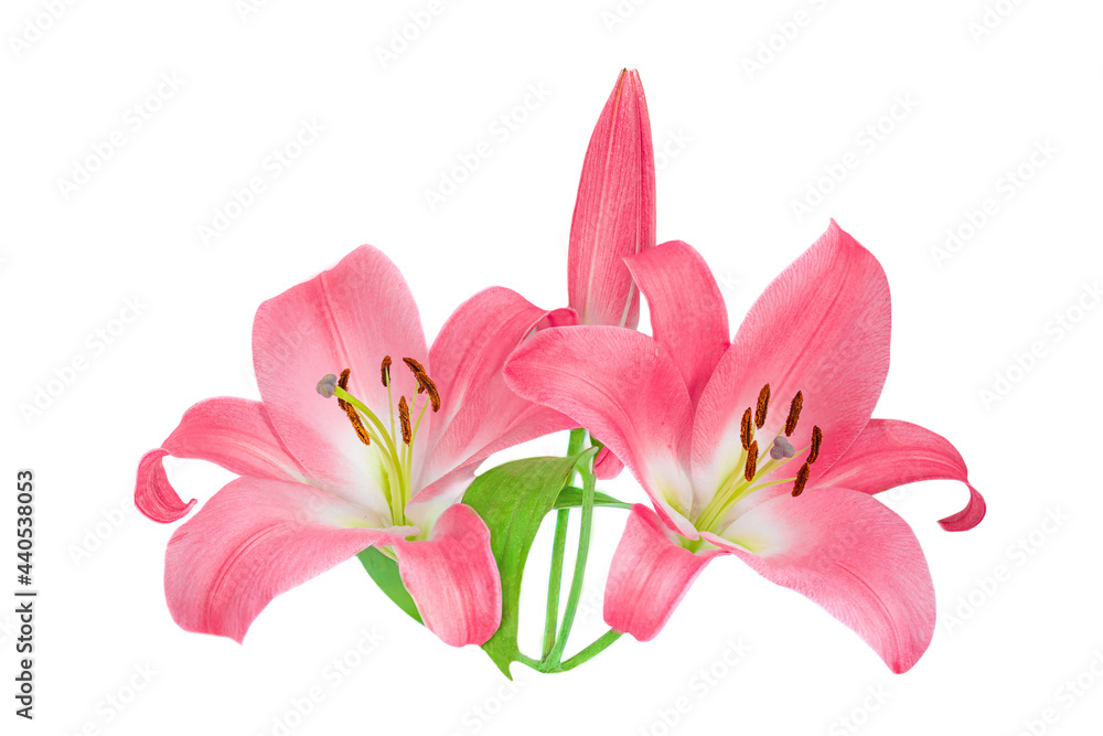 Fototapeta premium Pink Lily flower isolated on white background. Beautiful tender Lilly.