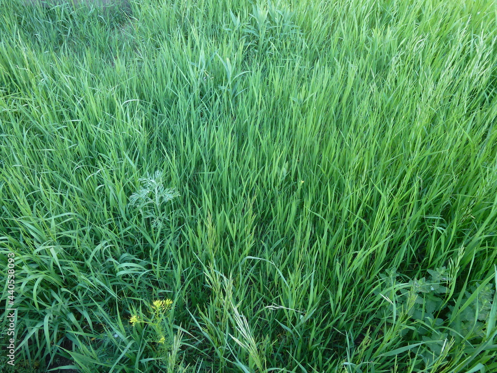 Background of green grass in summer Background of green grass in summer