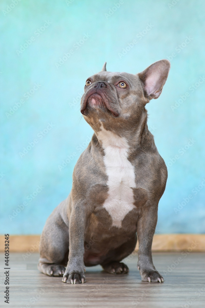 Fototapeta premium Lilac brindle French Bulldog dog with yellow eyes sitting in front of blue wall