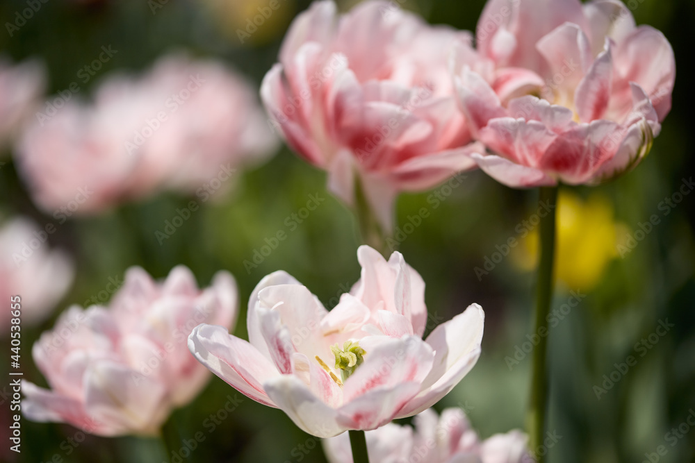 beautiful white-pink flowers in a summer sunny garden on a blurred background. selective focus. large blossoming tulip flowers beautiful white-pink flowers in a summer sunny garden on a blurred background. selective focus. large blossoming tulip flowers