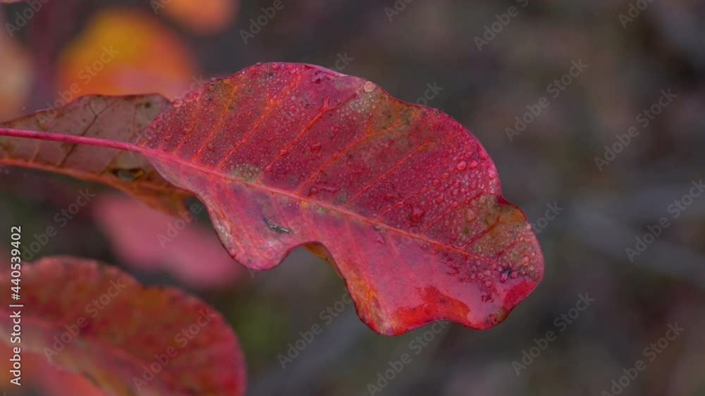 Autumn leaves of Smoke Tree with drops of dew in breeze (Cotinus coggygria) - (4K) Autumn leaves of Smoke Tree with drops of dew in breeze (Cotinus coggygria) - (4K)