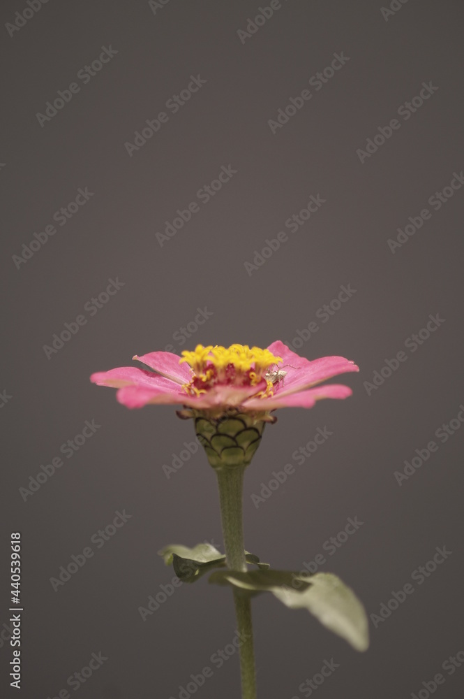 Fototapeta premium bouquet of yellow flowers