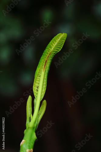 Young leaf of Plumeria tree on dark background