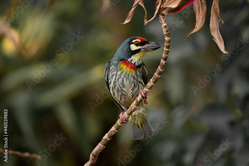 Bird : Bee-eater