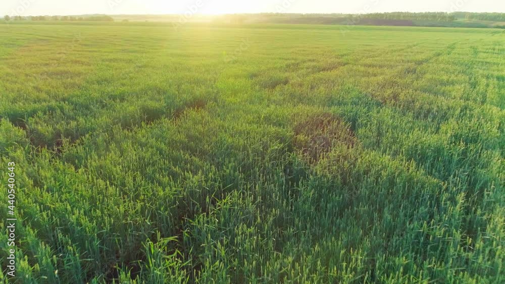 Aerial video of an agricultural field with wheat Aerial video of an agricultural field with wheat