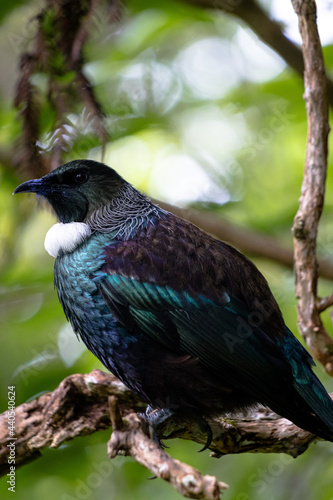 New Zealand Tui perched in a tree surveying its land