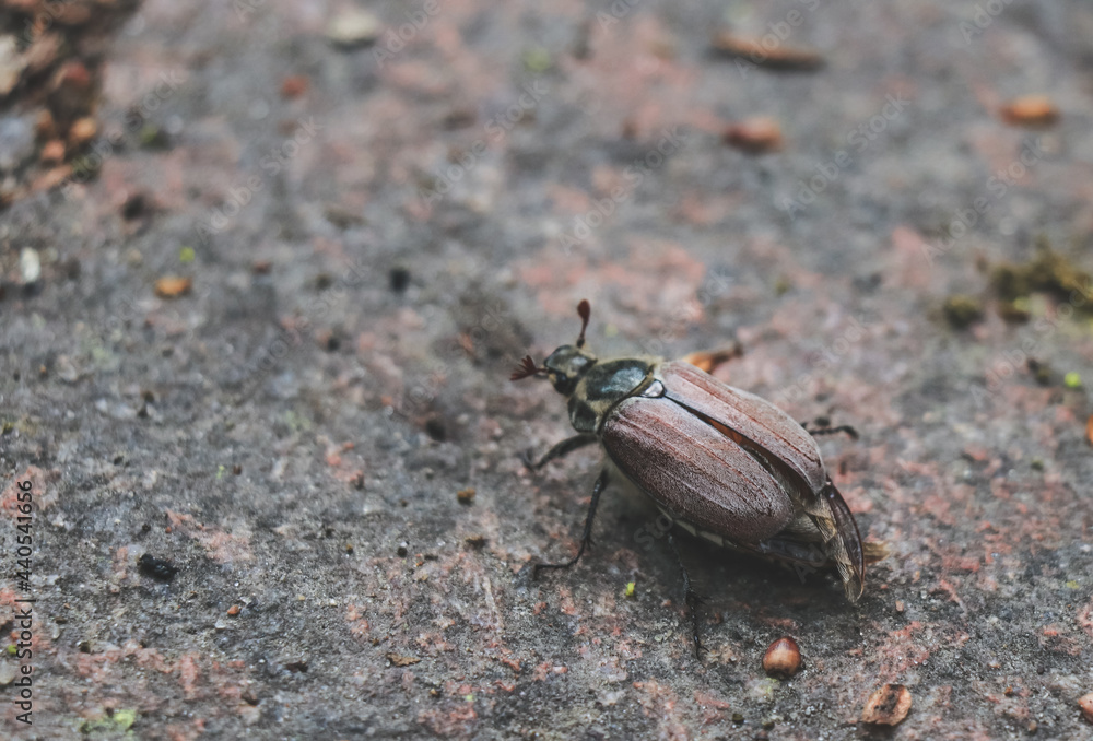 May beetle Melolontha sitting on on a rocky path in the park May beetle Melolontha sitting on on a rocky path in the park