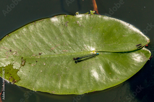 Valokuvatapetti A blue anisoptera sitting on a waterlily leaf