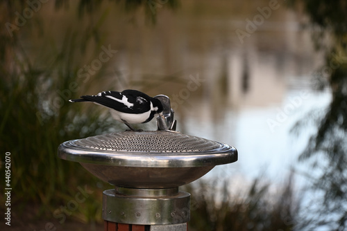 A magpie-lark bird trying to drink from a drinking fountain at a park, with a lake in the background photo