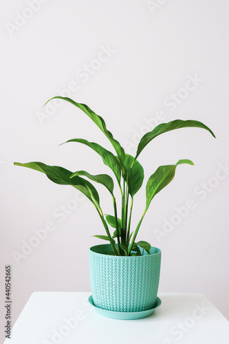 Indoor plant in a blue patterned pot stands on a white pedestal against a wall background